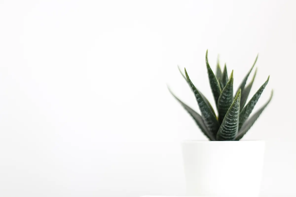 Real vs Faux Plants for UK Homes: A Comparison Guide